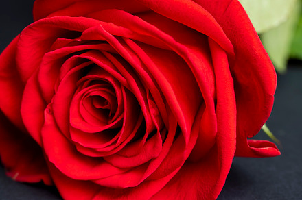A beautiful red rose cut into pieces, a Photo by MyPhotos