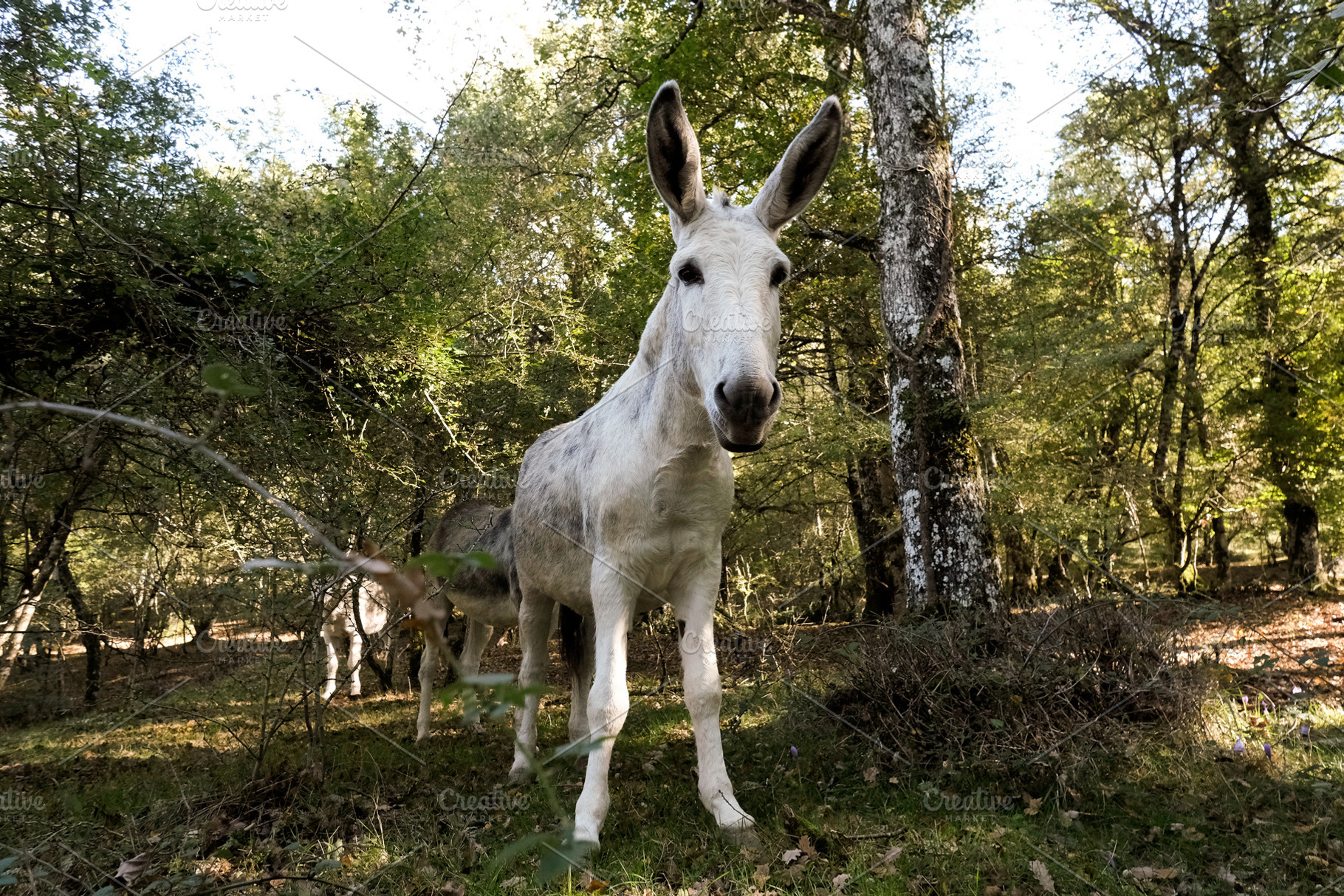 White donkey looking at camera, an Animal Photo by alfernec