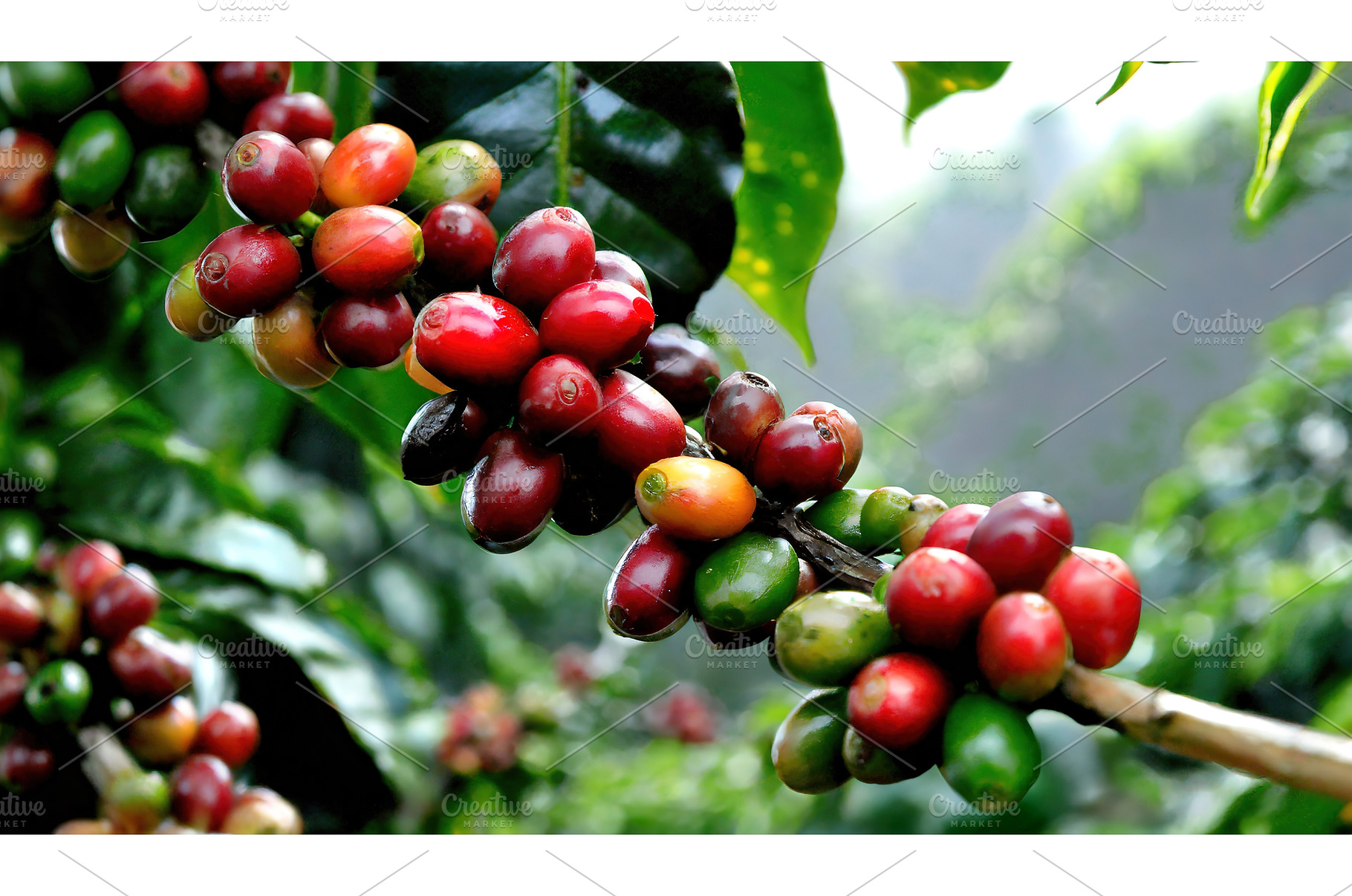Close-up view of a coffee plant, a Food & Drink Photo by Igor Tichonow