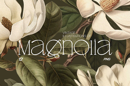 Magnolia - botanical illustrations, a Decorative Illustration by AI Crafted Magnolia