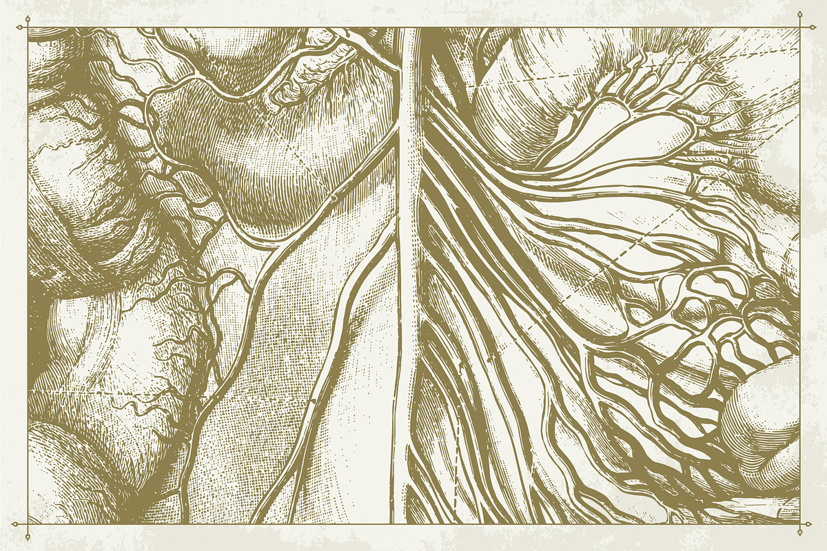 100+ Vintage Anatomy Vectors, a Healthcare Illustration by Shizzle Stock (Photo 14 of 20)