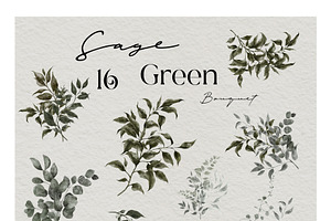 Sage Green. Watercolor Graphic