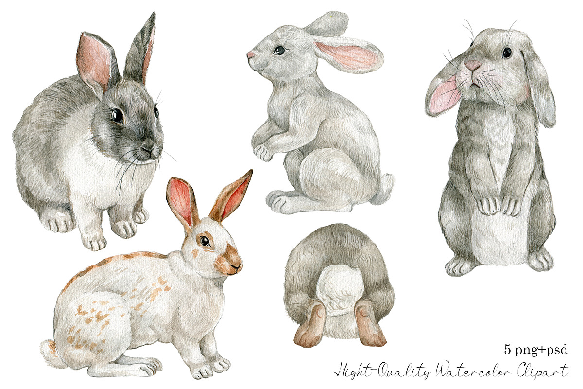 Watercolor white bunny clipart, an Animal Illustration by yana.fefelova (Photo 2 of 4)
