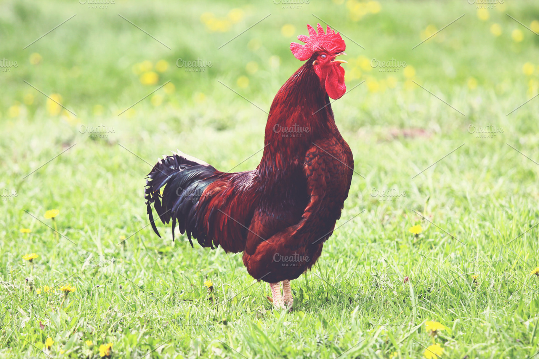 Crowing rooster, an Animal Photo by BOOCYS
