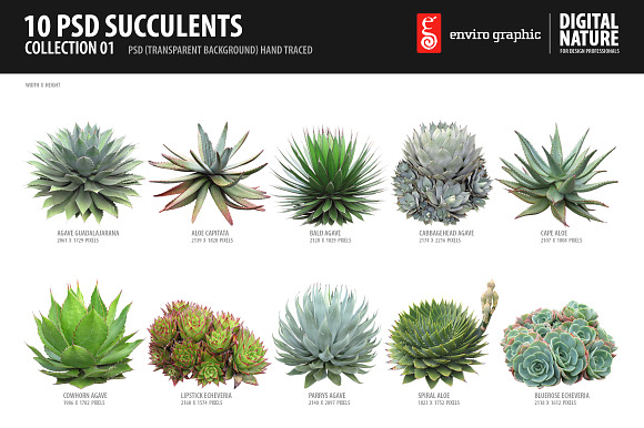 10 PSD Succulents Collection 1 preview 5