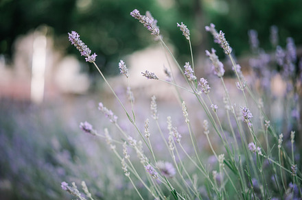 Lavender field stock photo containing lavender field and lavander