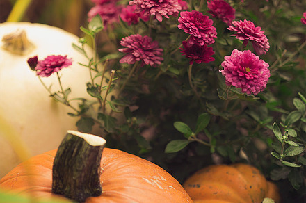 Autumn Days Stock Photograph preview 5