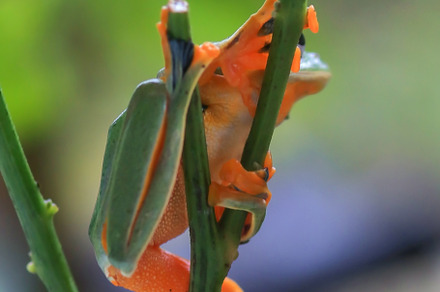 Portrait of a Javan tree frog