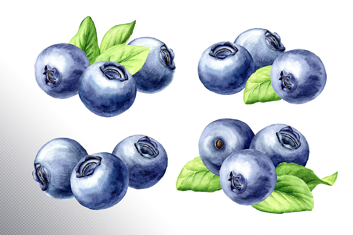 Blueberry. Watercolor collection, a Food Illustration by Daria Ustiugova (Photo 4 of 25)
