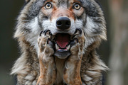 236 surprised animals, an Animal Photo by Handmadefont (Thumbnail 164 of 241)