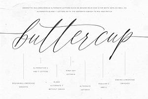 Amoretto Modern Calligraphy Script