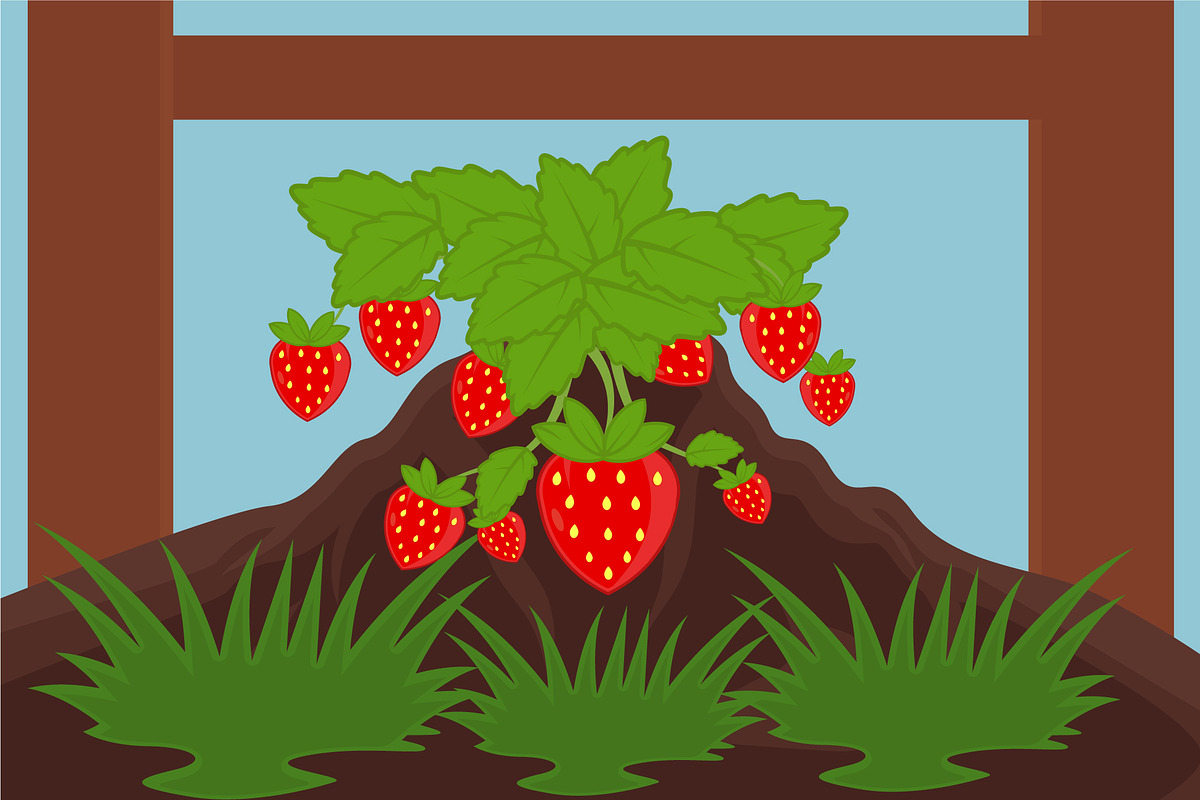 strawberry farming landscaped vector, a Food Illustration by zyxroun shop