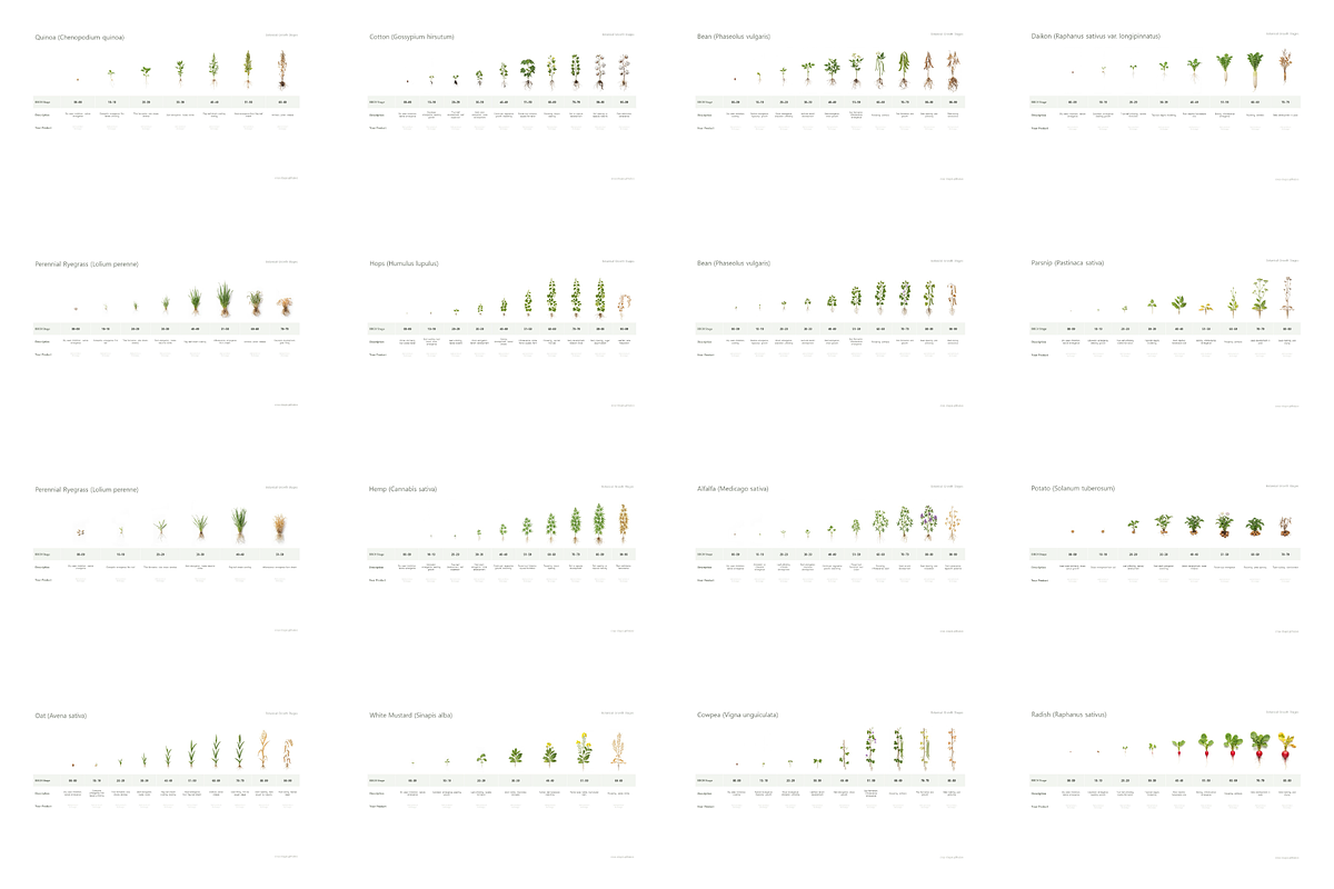 BBCH Growth Stages — 75+ Crops Set, a Presentation Template by Ilia Design (Photo 2 of 5)