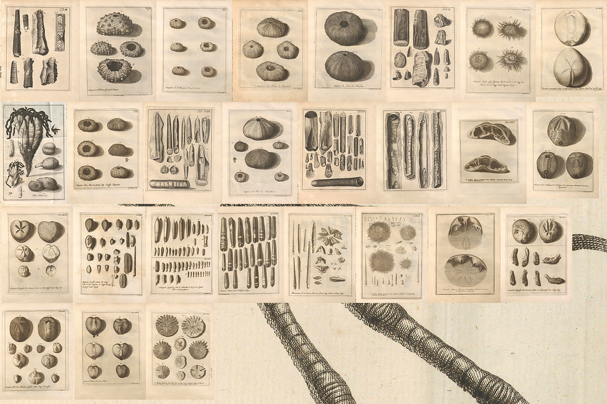 80+ Jacob Klein, Bird Genealogy, an Animal Illustration by Digital Museum (Photo 10 of 10)
