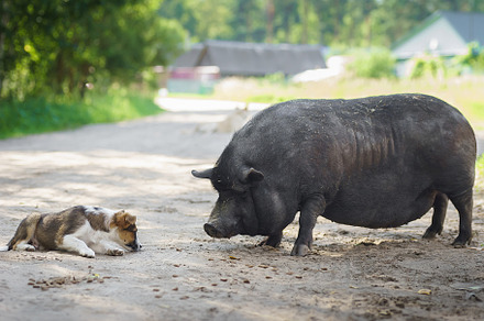 Little puppy with mini piggy walking, an Animal Photo by AlexBush