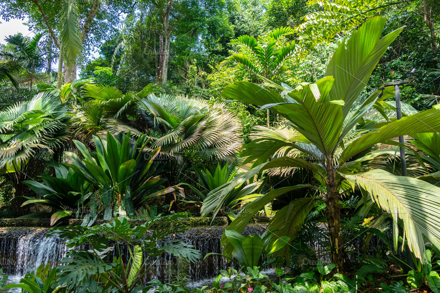 Tropical rainforest in Singapore Botanic Gardens, a Nature Photo by GoodGoods
