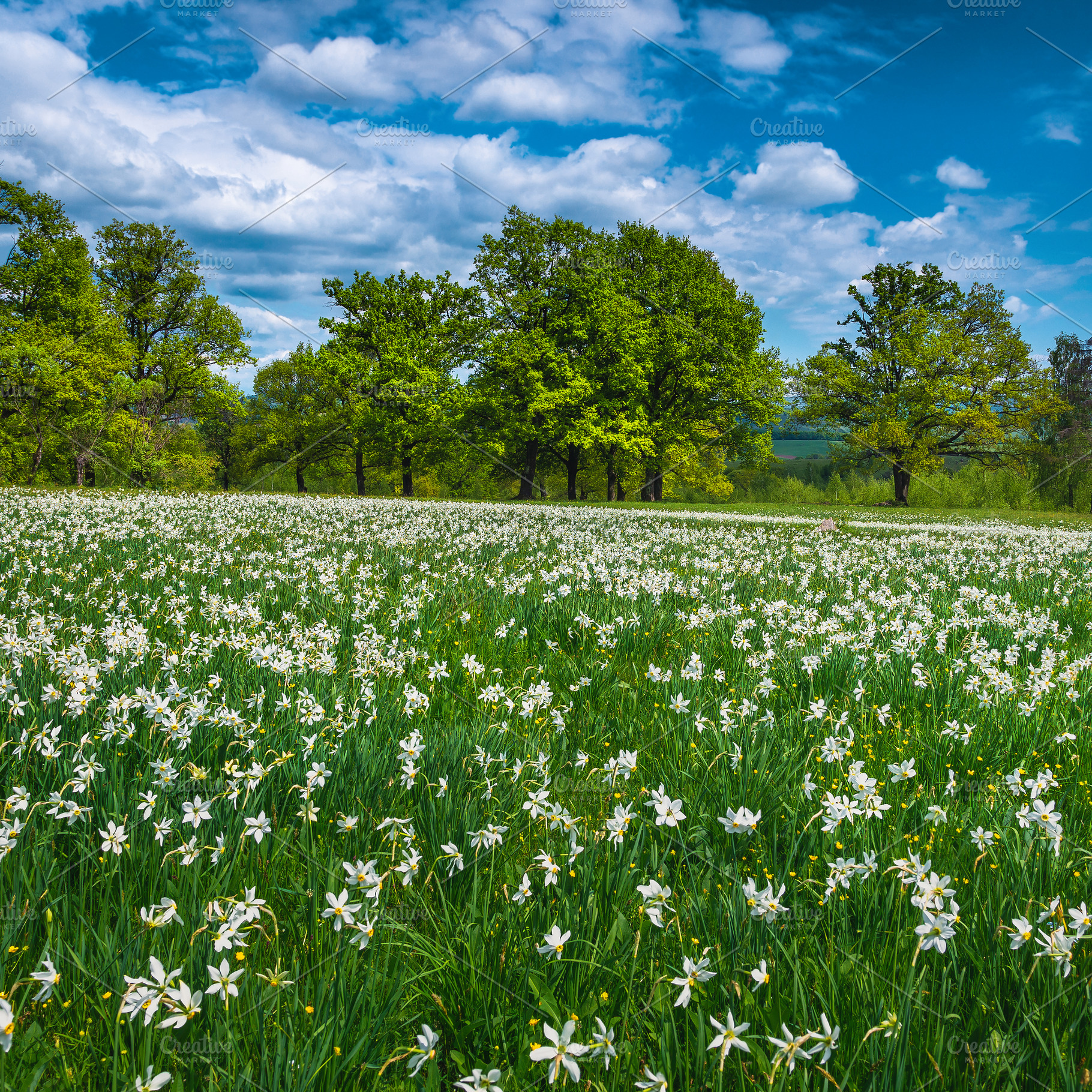 Blossoming white daffodil flowers, a Nature Photo by Alpine Dreams