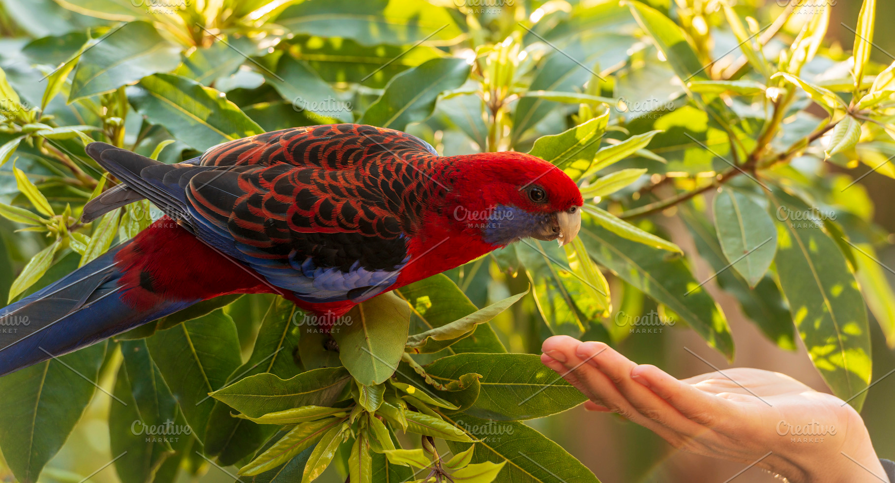 Crimson Rosella Wild, an Animal Photo by THP Creative