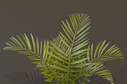 The Alexandra Palm Bush, a Plants & Tree 3D Model by FuturePastCreatives (Thumbnail 15 of 15)