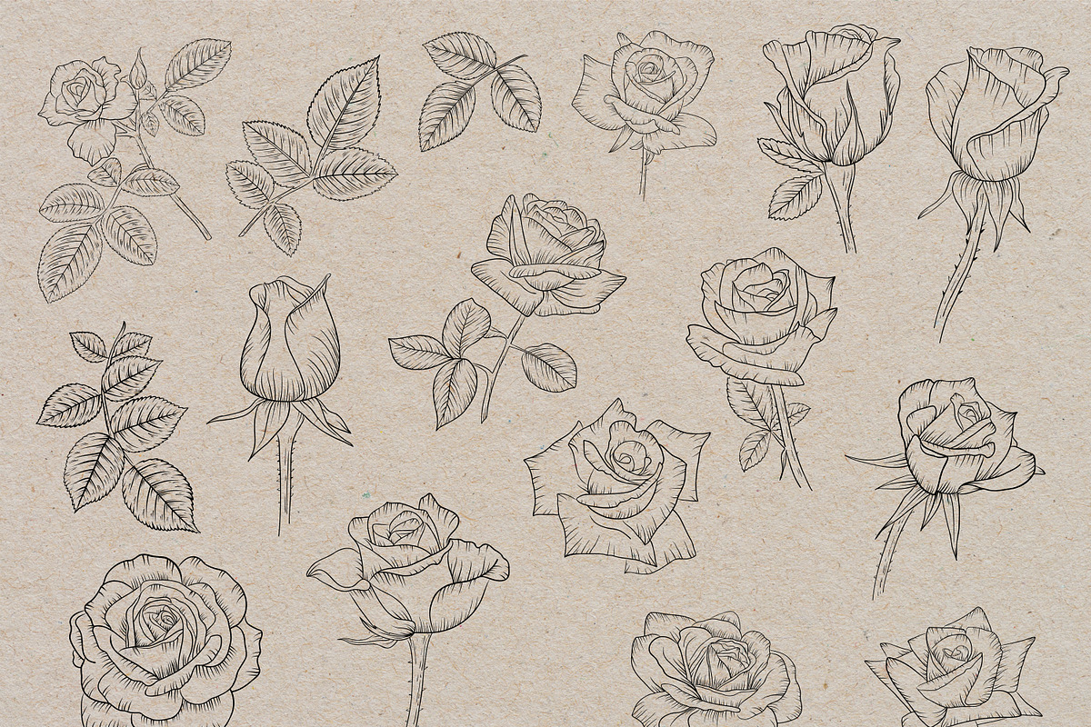 Roses flowers lineart clipart., a Graphic by svetodesign (Photo 3 of 5)