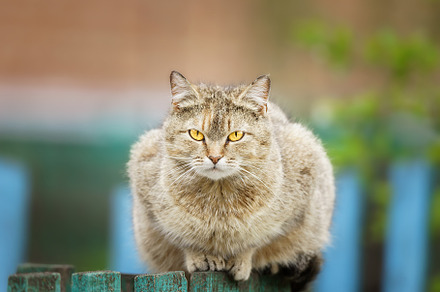 Cat sits on the fence, an Animal Photo by AlexBush