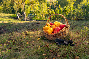 Freshly harvested red and yellow bell peppers, a Photo by Grafvision photography