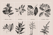 BUNDLE - Vector Herbs & Spices, a Food Illustration by Yevheniia (Thumbnail 7 of 12)