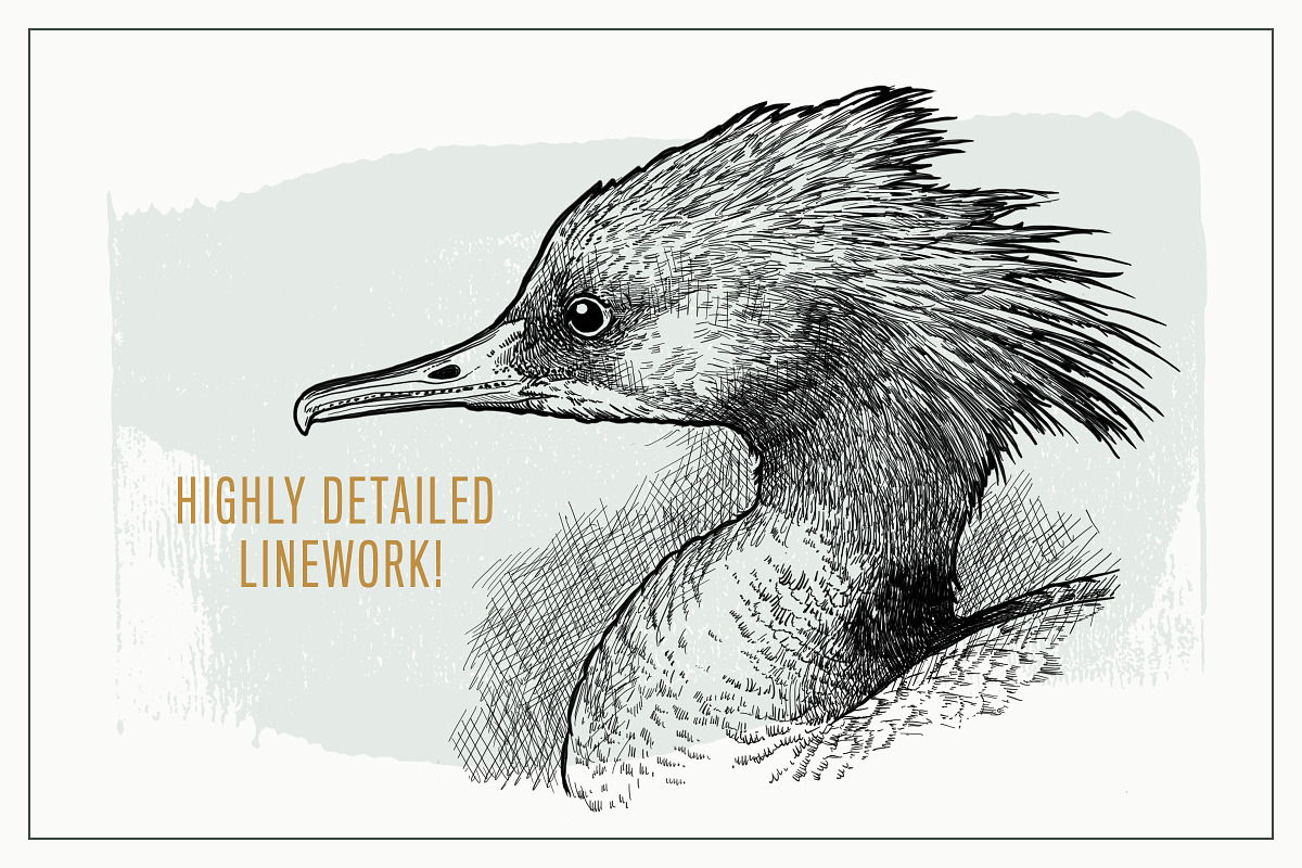 Hand Drawn Shorebirds Set, an Animal Illustration by Well Rock Designs (Photo 4 of 8)