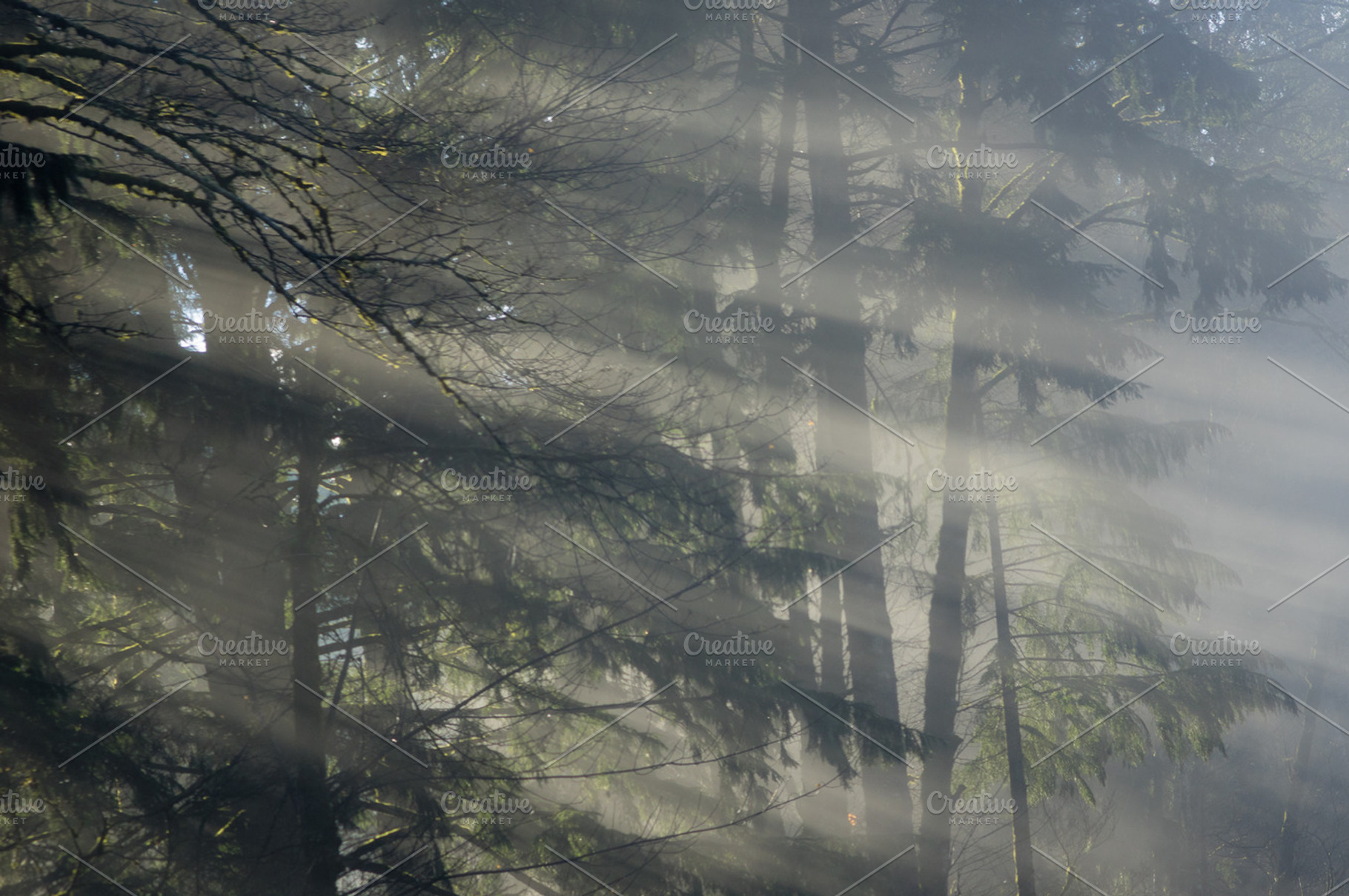 Sunbeams Shining Through Fog