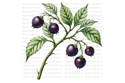 Deadly Nightshade Studies, a Decorative Illustration by Bloom Craft Creations (Thumbnail 2 of 12)