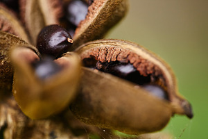 Open peony seed pod with shiny black seeds macro photo.