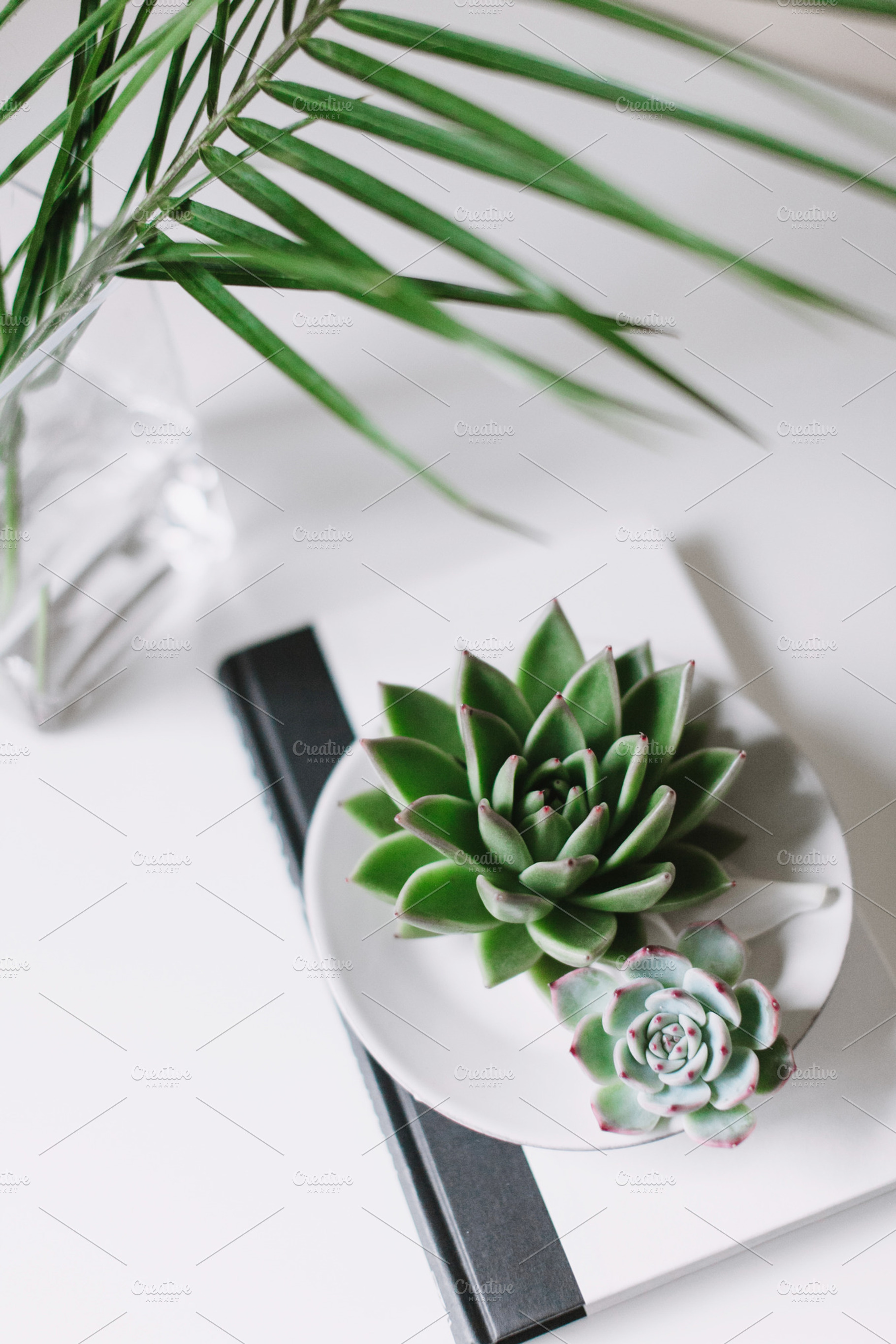 Fresh Succulent on Desk, an Arts & Entertainment Photo by Light & Grace