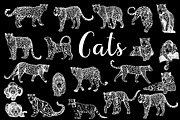 Leopards, an Animal Illustration by Ecaterina Sciuchina (Thumbnail 2 of 5)