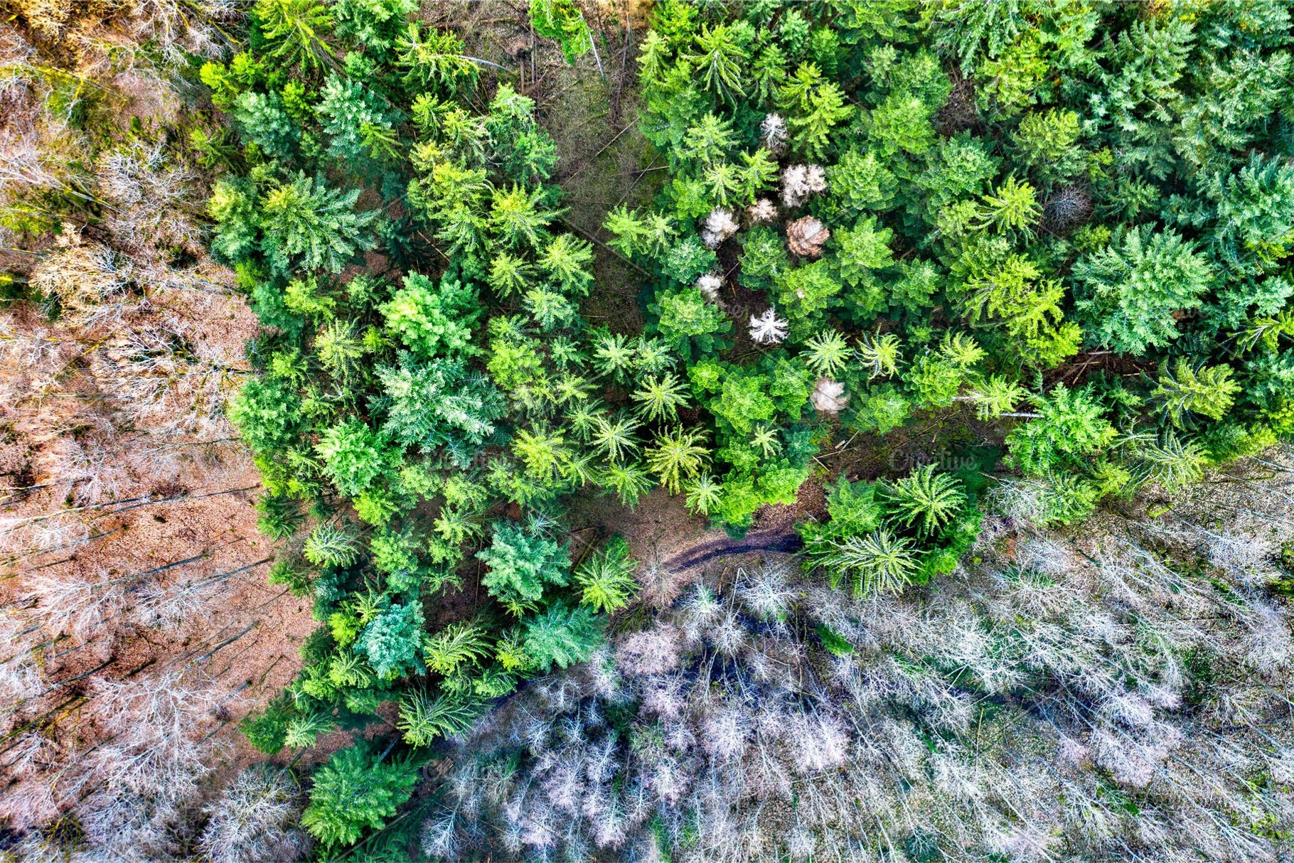 Aerial view of trees in the vosges stock photo containing forest and france, a Nature Photo by Leonid Andronov