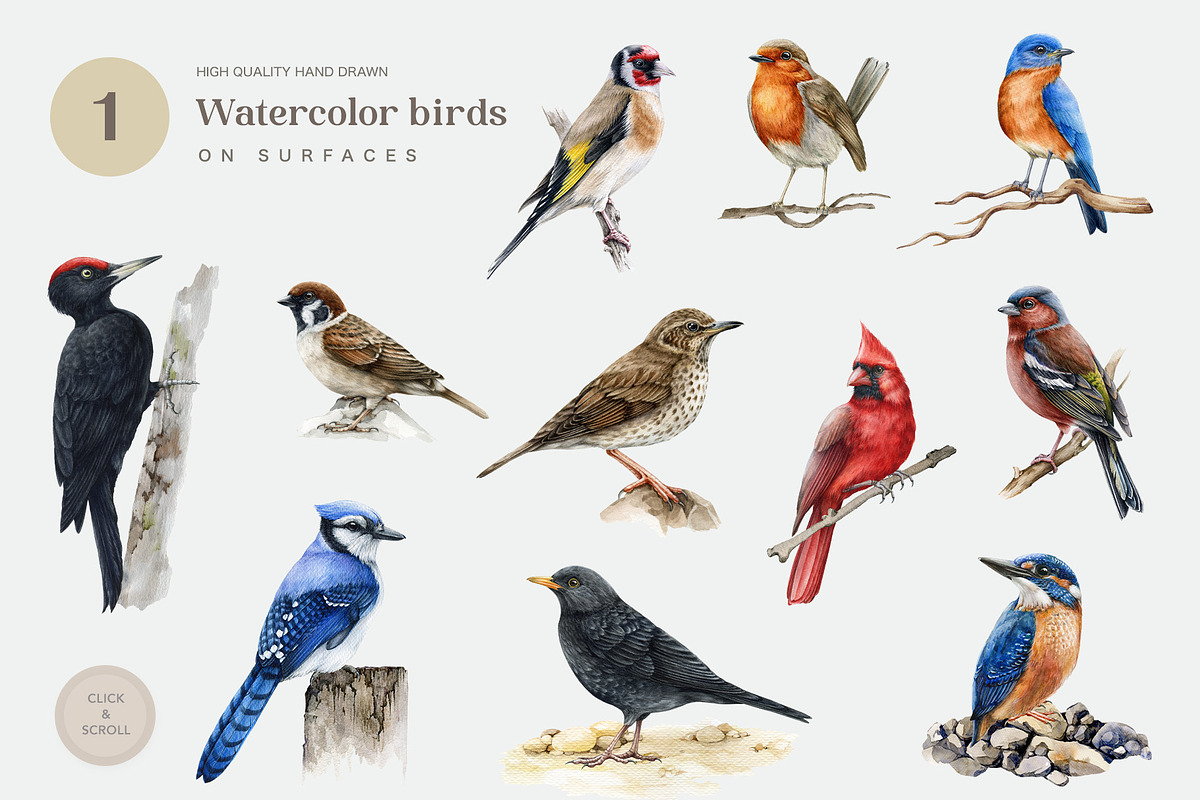 Forest Birds Watercolor Set, an Animal Illustration by AnitaPol (Photo 6 of 26)