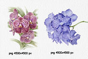 Botanical art watercolor and pencils, a Food Illustration by ViktoriArt (Thumbnail 4 of 16)