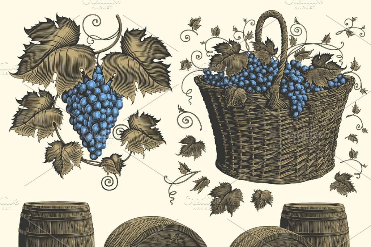 Design set Vine. Vector engraving, a Decorative Illustration by Vector Engraving (Photo 2 of 4)