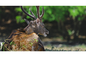 Deer resting peacefully in lush, an Animal Photo by Goinyk