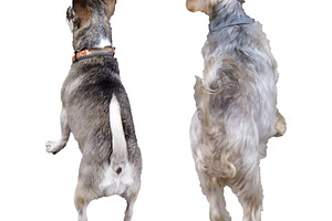 Two small pet dogs high angle view isolated photo, an Animal Photo by DanFLCreativo