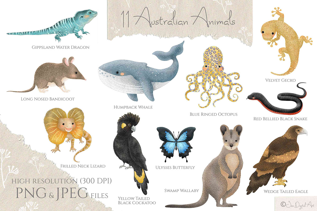 Australian Animals Vol III, an Animal Illustration by Jen Digital Art (Photo 2 of 6)