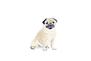 Pug Dog Illustration Bundle, an Illustration by Foxery Digital (Thumbnail 2 of 8)