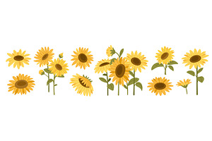 Sunflowers. Summer beautiful flowers, an Object Illustration by YummyBuum
