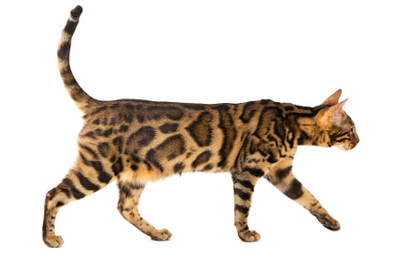Bengal cat isolated on white