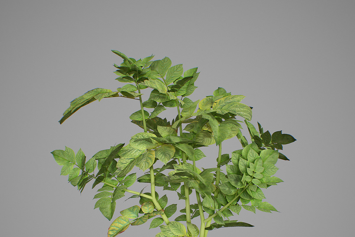 Potato plant, an Environmental 3D Model by AndrewWhite (Photo 5 of 11)