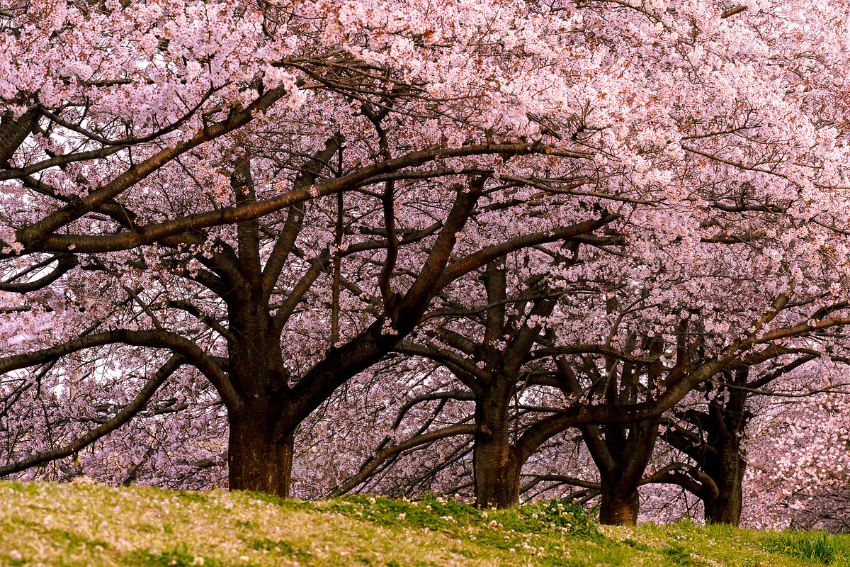 Cherry Blossom Photo Bundle – 5 High, a Nature Photo by Silent Nature (Photo 3 of 5)