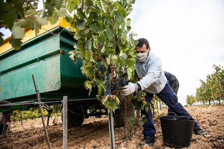 Harvesting works featuring worker, cluster, and grape