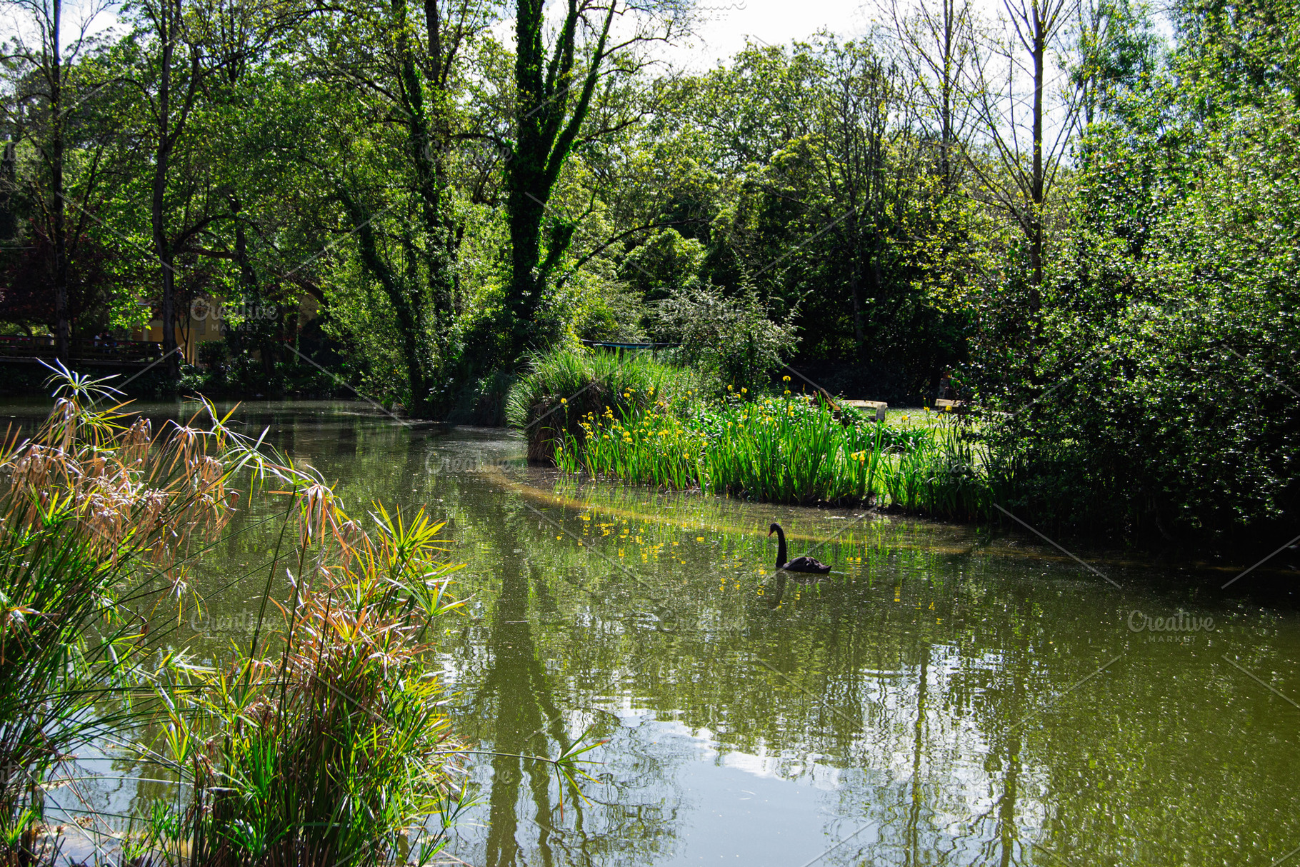 Tranquil lake scene with greenery and a black swan in Caldas da Rainha, a Photo by AS photostudio