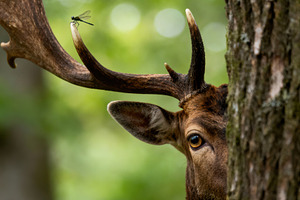 Curious Fallow Deer Peeking, an Animal Photo by Virgo Studio