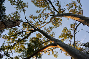 trees of eucalyptus trees at sunset