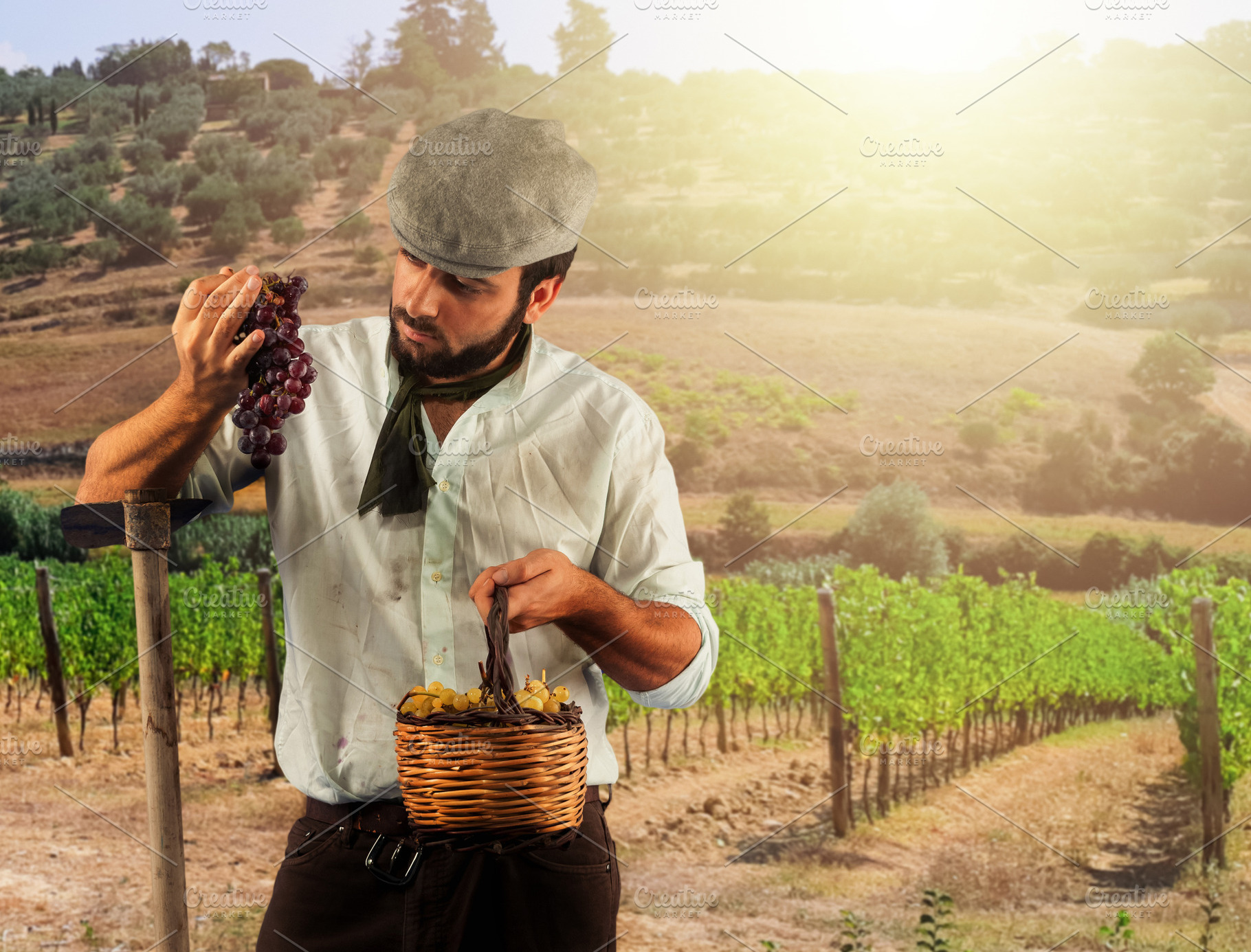 Farmer harvesting grapes in vineyard with hoe and basket, a Person Photo by Antonio Gravante Market